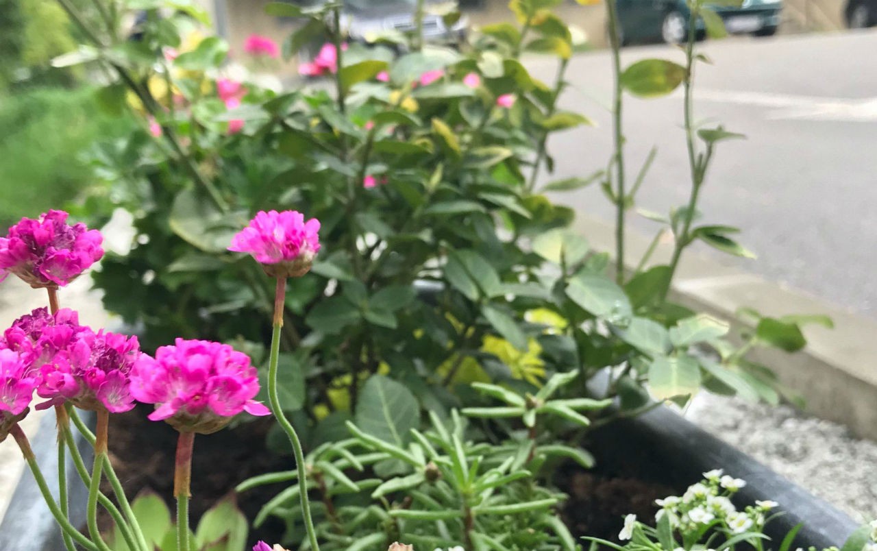 put-malih-koraka-haris-alibegovic-najvaznije-pitanje-2